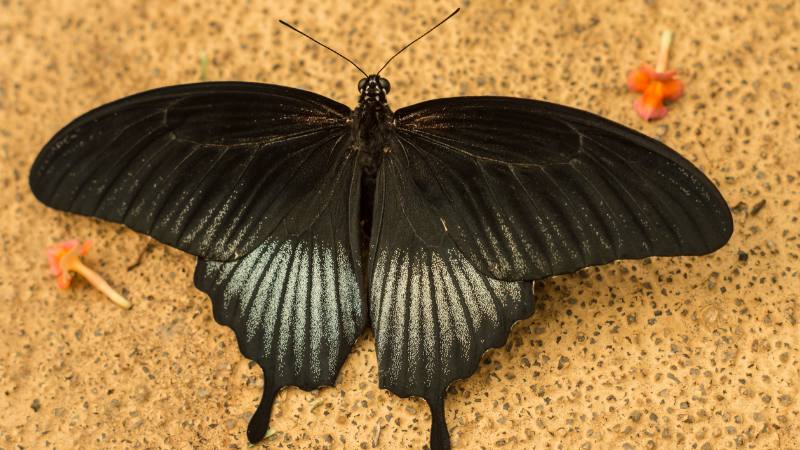 Con bướm đen bay vào nhà đánh con gì trúng lớn