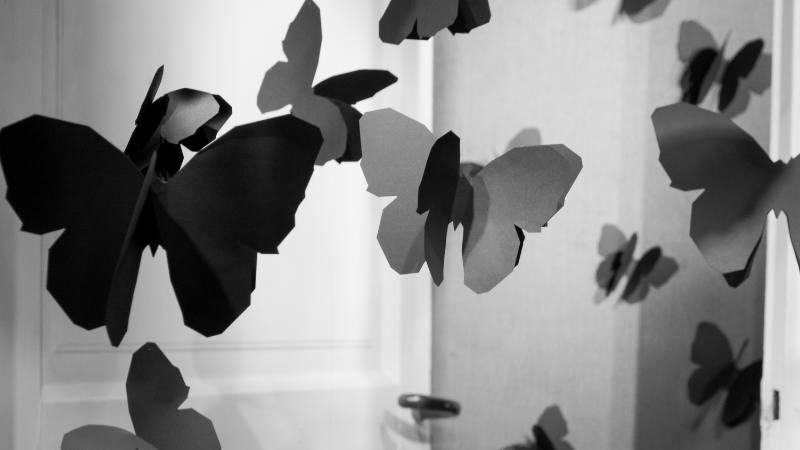 Bươm bướm đen bay vào nhà là điềm gì với đôi cánh bị gãy