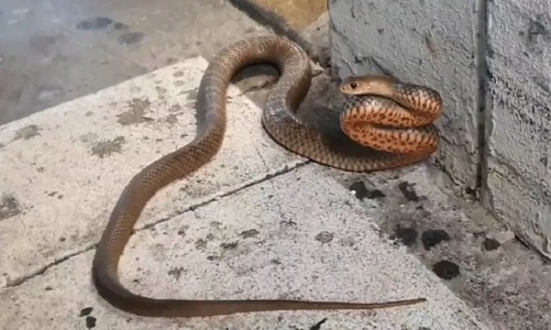 Có nên sát hại rắn khi rắn nước bò vào nhà?