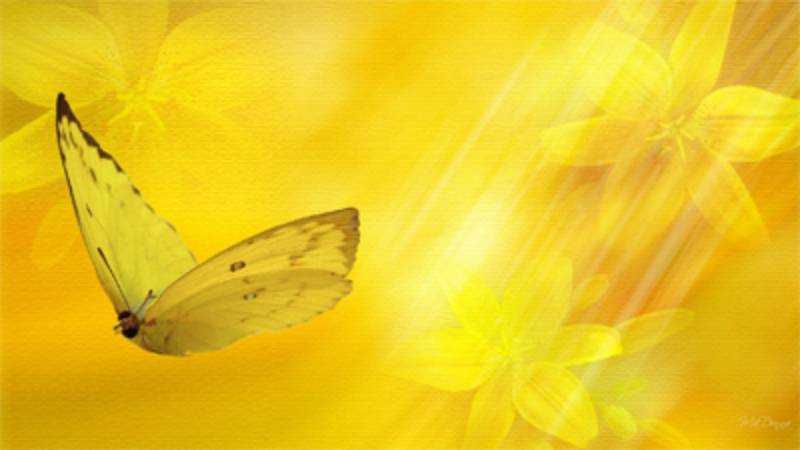 Điềm báo khi bướm vàng bay vào nhà vào buổi sáng
