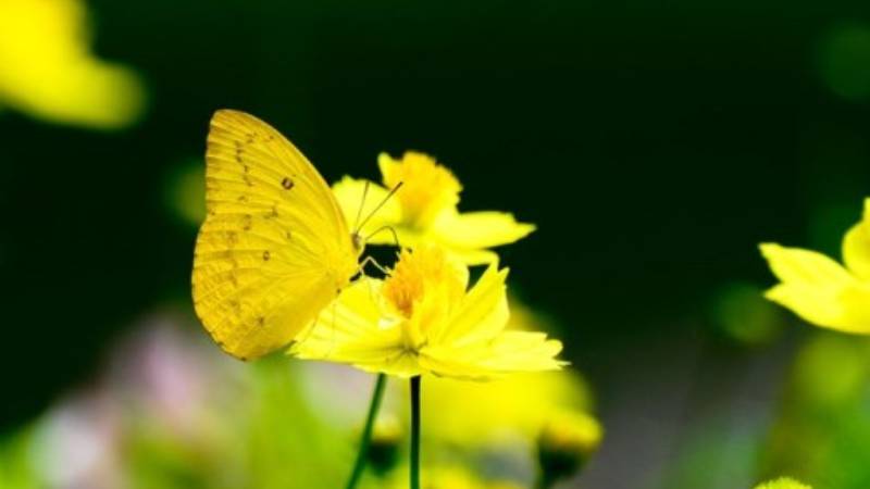Giải mã ý nghĩa bướm vàng bay vào nhà và con số may mắn