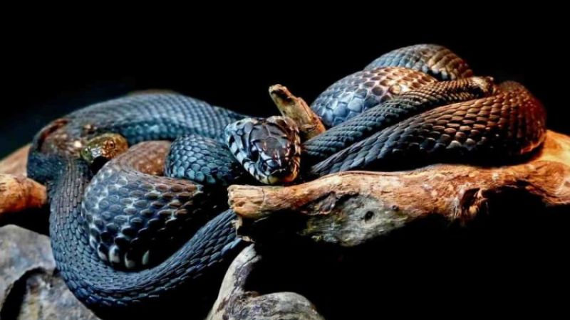 Mơ thấy 2 con rắn đen đánh con gì khi nó vào nhà