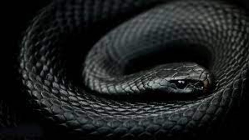 Mơ 2 con rắn đen rượt đuổi theo bạn