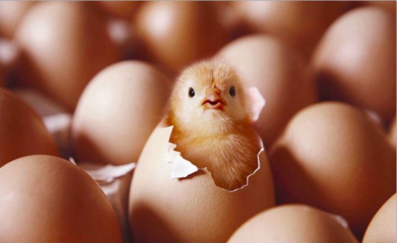 Mơ thấy nhặt được nhiều trứng gà đã nở thành con