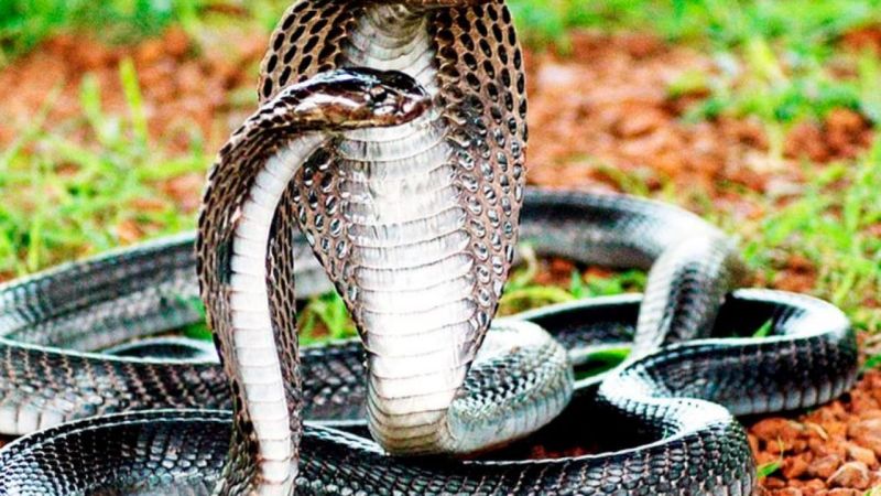 Mộng thấy 2 con rắn đen là rắn hổ mang