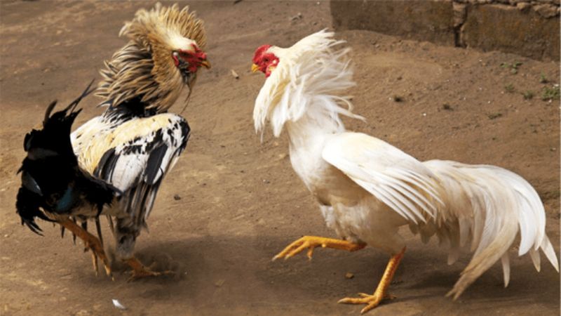 Huấn luyện bằng phương pháp quần mái sẽ giúp cho gà chọi sung sức hơn