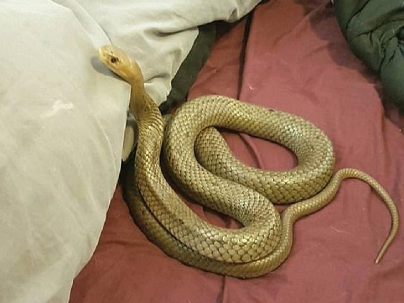 Hiện tượng rắn bò vào gầm giường hay bàn thờ điềm báo gì?