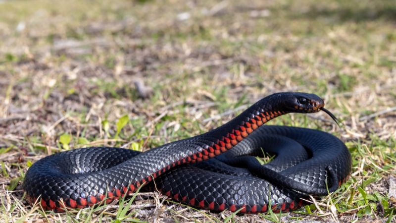 Con số may mắn không nên bỏ qua khi thấy rắn đen đi vào nhà