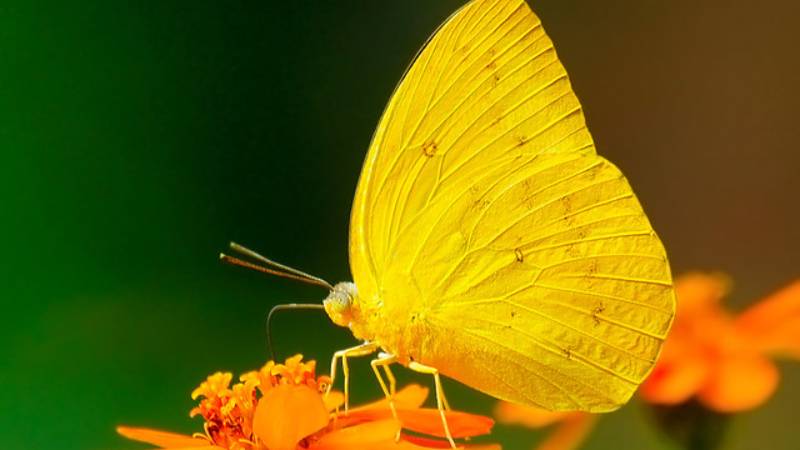 Ý nghĩa con bướm vàng bay vào nhà là điềm gì 